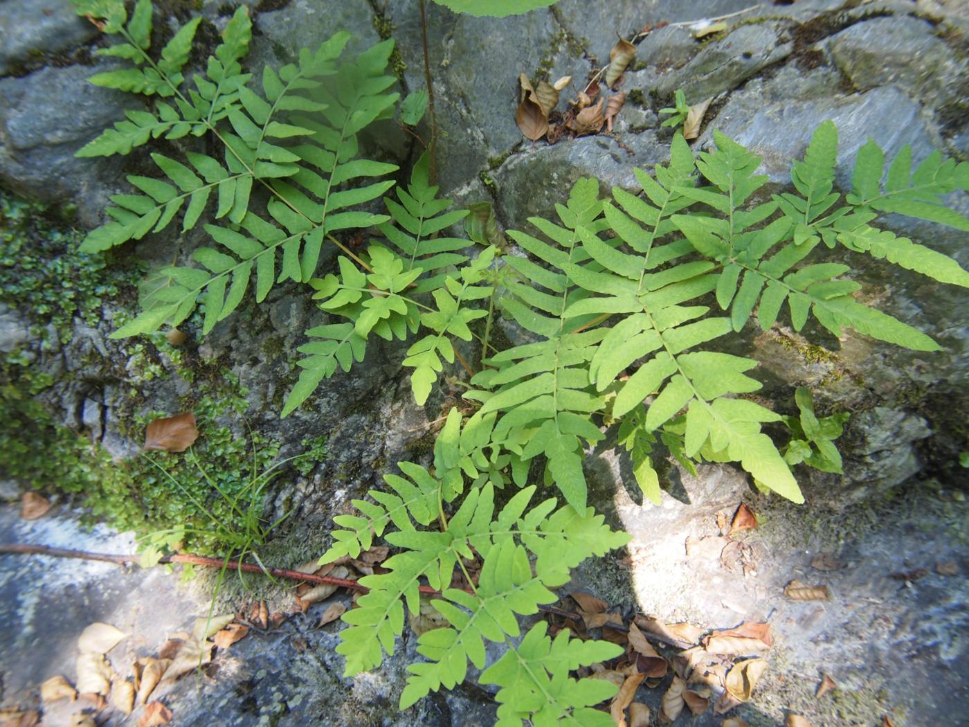 Fern, Royal leaf